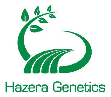 Galilee seeds